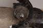 2014-17 Infiniti QX50 AWD Front Suspension Crossmember Subframe 54401-1BY0A OEM - Alshned Auto Parts