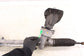 2017-2018 Lincoln MKZ Reserve AWD Steering Gear Rack and Pinion 32K *ReaD* - Alshned Auto Parts