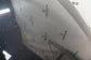 *READ* 2007 Volkswagen Golf GTI Hood Panel 5K0823031G OEM - Alshned Auto Parts