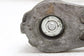 2017-2024 Chrysler Pacifica 3.6L Engine Belt Tensioner 04627533AC OEM - Alshned Auto Parts