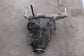 2018-2026 Ford Expedition 3.5L 4WD Rear Differential 9.75 ring 3.31 ratio *ReaD* - Alshned Auto Parts