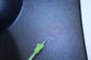 2018-2021 Subaru WRX Premium Rear Left Driver Door Trim Panel 94226VA510VH OEM - Alshned Auto Parts