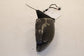 20-23 Dodge Charger GT AWD Passenger Right Side Rear View Mirror 6WA42DX8AA OEM - Alshned Auto Parts