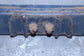 2015-2020 Ford F150 Rear RH or LH Side Suspension Leaf Spring FL34-5560-AH OEM - Alshned Auto Parts