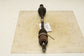 2019-2024 KIA Forte LXS FWD Front Left Side CV Axle Drive Half Shaft 49500-M7200 - Alshned Auto Parts
