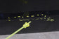 2008-2020 Dodge Grand Caravan GT Front Left Side Door Shell Panel 4894917AI OEM6