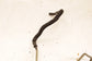 1997-2000 Chevrolet Corvette 5.7L Power Steering Cooler Fluid Line Hose 26047343 - Alshned Auto Parts
