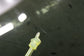 2019-2025 Acura RDX SH-AWD Rear Sunroof Window Glass Panel 70251-TJB-A01 OEM - Alshned Auto Parts