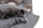 2019-2023 Mazda CX-9 Grand Touring Front Left Driver Side Spindle Knuckle Hub - Alshned Auto Parts