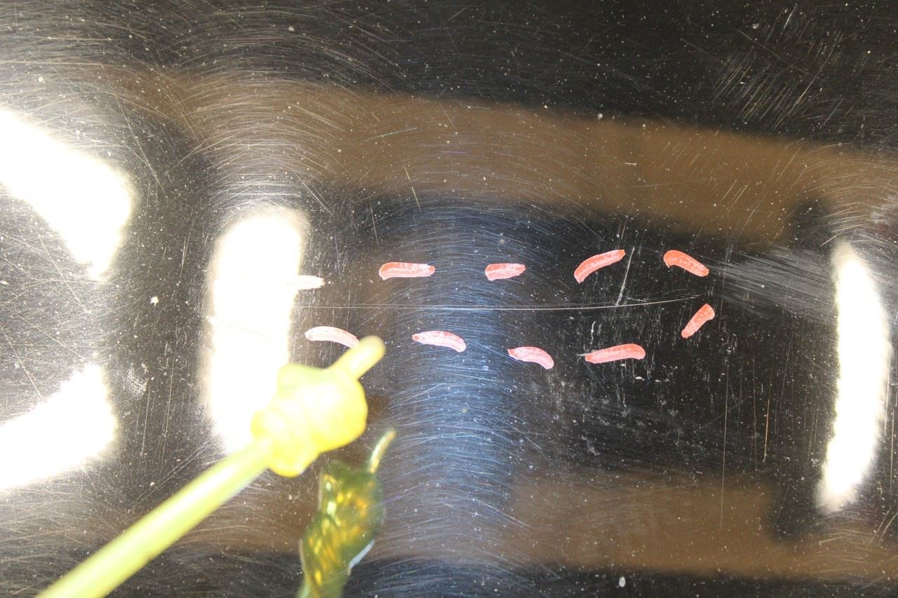 10-16 Porsche Panamera Front Right Door Shell Panel 970-531-012-02-GRV OEM *ReaD - Alshned Auto Parts