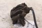 2016-2020 KIA Optima EX Rear Left Driver Side Brake Disc Caliper 58310-C1A15 OEM - Alshned Auto Parts