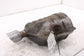2013-25 Dodge Durango SXT 3.6L Rear Right Side Exhaust System Muffler 68276627AE4