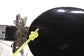 1997-2004 Chevrolet Corvette 5.7L Fuel Tank Filler Door Lid Cover 10253857 OEM - Alshned Auto Parts