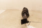 2016-24 Infiniti Q50 Premium 3L RWD Rear Right Side Shock Strut Absorber *ReaD* - Alshned Auto Parts