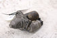 2011-2015 Dodge Durango SXT 3.6L Engine Starter Motor 4801852AB OEM7