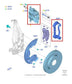 2017-2020 Ford F150 XL 4WD Front Left Side Brake Disc Caliper FL3Z-2B121-C OEM - Alshned Auto Parts
