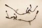 2023-26 Acura Integra A-Spec Rear LH and RH ABS Wheel Speed Sensor Wire Harness - Alshned Auto Parts