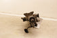 2013-18 Ram 2500 Tradesman Crew Cab 6.4L Steering Column Assembly 68262519AC OEM - Alshned Auto Parts