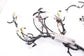 2016-2018 Toyota Sienna LE Dash Instrument Panel Wire Harness 82141-08F91 OEM - Alshned Auto Parts